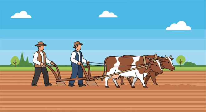 Two farmers using a wooden plow pulled by a pair of cows to till the soil field