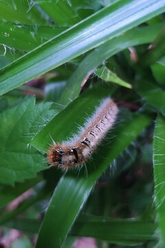 Chenille Bombyx du Ch&ecirc;ne, Oak Eggar (Lasiocampa quercus) rampant dans la v&eacute;g&eacute;tation du sous-bois. 