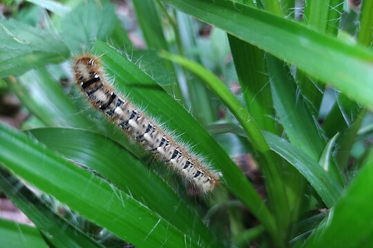 Chenille Bombyx du Ch&ecirc;ne, Oak Eggar (Lasiocampa quercus) rampant dans la v&eacute;g&eacute;tation du sous-bois. 