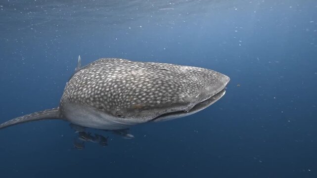 Whale Shark Feeding Near Ocean Surface in Blue Water