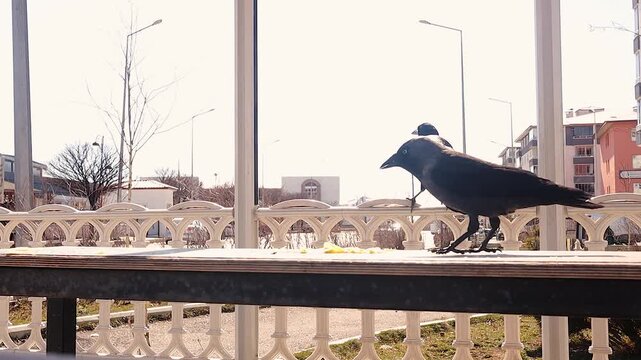 Urban wildlife scene of rook, magpie and jackdaw feeding on leftover chips on a park table. Highlights adaptability of birds in cities, human impact, and survival behavior&mdash;ideal for ecology, sustainab