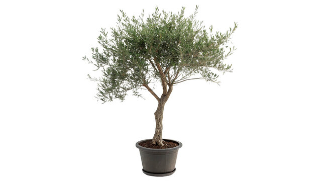 Small olive tree stands in a black pot isolated on transparent background cut out
