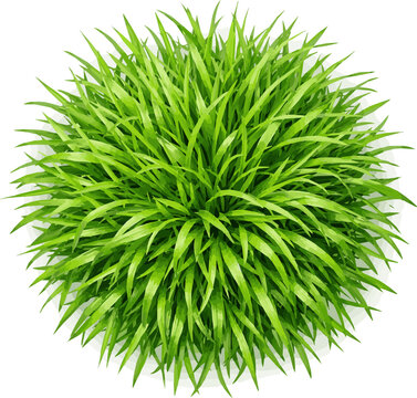 Create a realistic Top view of Fresh Spring Green Grass - natural background - 3d vector art with white background..