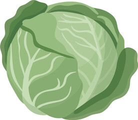 Obraz premium Fresh Cabbage Vector Set – Green Vegetable Collection Flat Illustration