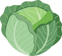 Obraz premium Fresh Cabbage Vector Set – Green Vegetable Collection Flat Illustration