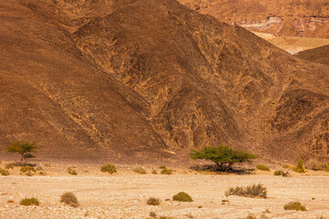 A tree in the desert. Landscape of the beautiful and colorful desert of Timna National Park in southern Israel.