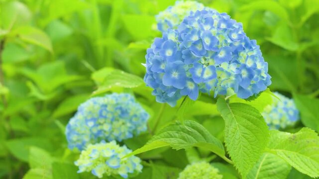 250628十日町市あじさい公園