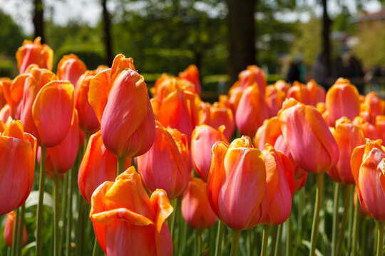 Colorful Spring Tulip Fields Under Bright Sunlight