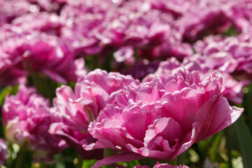 Colorful Spring Tulip Fields Under Bright Sunlight