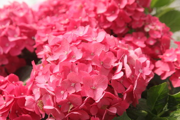 Fototapeta premium hydrangea