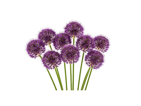 Purple allium flowers bunch green stems isolated on white background transparent background