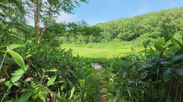250712長野県カヤの平北ドブ湿原のニッコウキスゲ