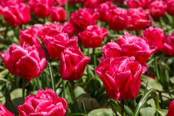 Red Spring Tulip Fields Under Bright Sunlight