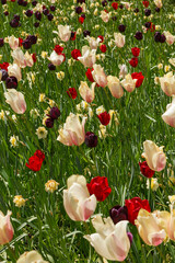 Colorful Spring Tulip Fields Under Bright Sunlight