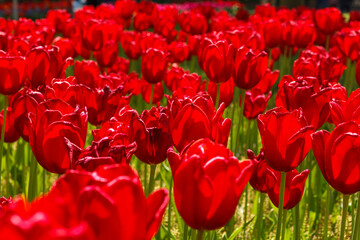 Red Spring Tulip Fields Under Bright Sunlight