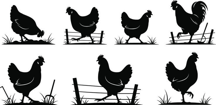 Collection of chicken and rooster silhouettes on a farm with fences and grass in black and white vector style for organic poultry agriculture and butchery logo design.