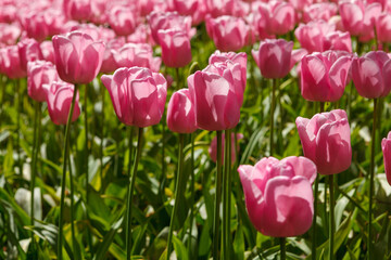 Colorful Spring Tulip Fields Under Bright Sunlight