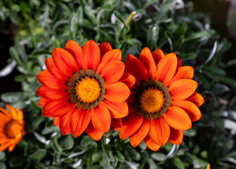 Fototapeta premium Macro Shot of Twin Orange African Daisy Blooms
