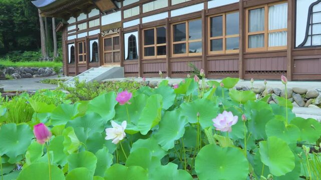 250712十日町市宝泉寺の二千年蓮