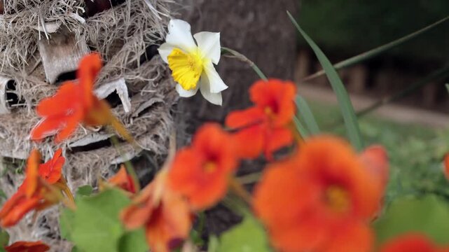 Orange Nasturtium Flowers Swaying in Wind at Sunset 