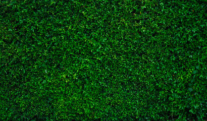 Fototapeta premium Small green leaves in hedge wall texture background. Closeup green hedge plant in garden. Eco evergreen hedge wall. Natural backdrop. Beauty in nature. Green leaves with natural pattern wallpaper.