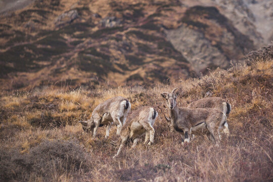 Mountain goats, Himalayas. Nature of Nepal