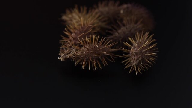 Xanthium strumarium - Siberian cocklebur