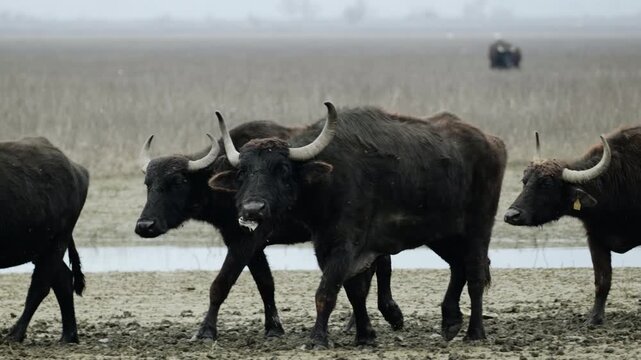 Water buffaloes move steadily across the foggy Kerkini wetlands, creating a serene and natural scene. Ideal for wildlife documentaries or nature-themed projects.