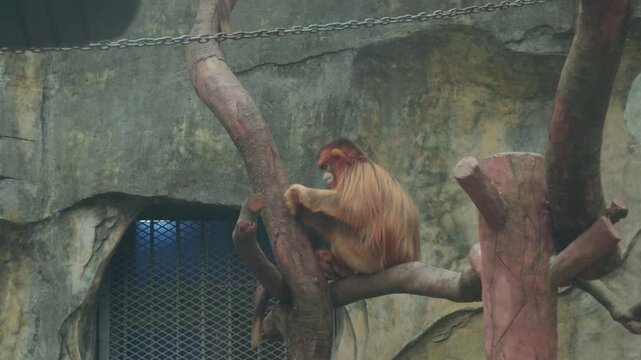 Static wide shot of golden snub-nosed monkey perched on tree branch in zoo enclosure with rocky concrete wall and overhead chain