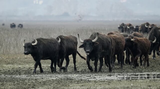 A herd of water buffaloes moves steadily through the muddy terrain of Kerkini. Ideal for nature documentaries and wildlife content.