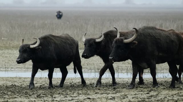 A group of water buffaloes stride across the muddy terrain of Kerkini wetlands. Ideal for wildlife documentaries or nature-themed projects.