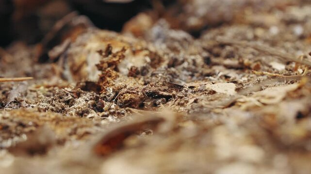 A patch of dry earth on a forest floor with ants crawling around in and out of focus. Shot in 4k.