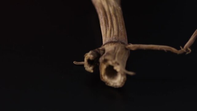 phragmitis rhizoma - COMMON REED ROOT