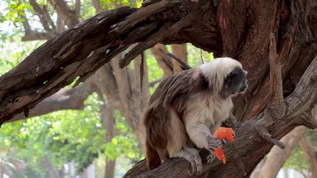 Cotton-top Tamarin Monkey (Saguinus oedipus) Sitting in a Tree in Colombia