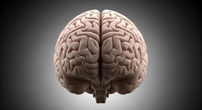 Detailed human brain anatomy illustration a top view of cerebral cortex and structures