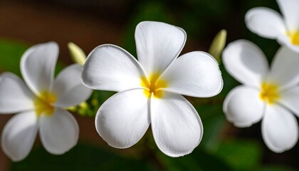 Fototapeta premium Close-up shot of white flowers with yellow centers against a blurred background of green foliage. Bright sunlight enhances the petals
