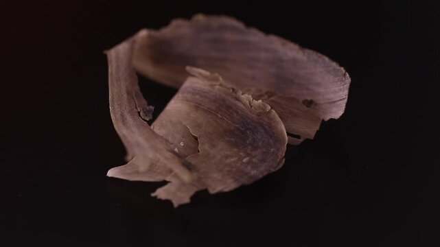 bubalus bubalis - water buffalo horn