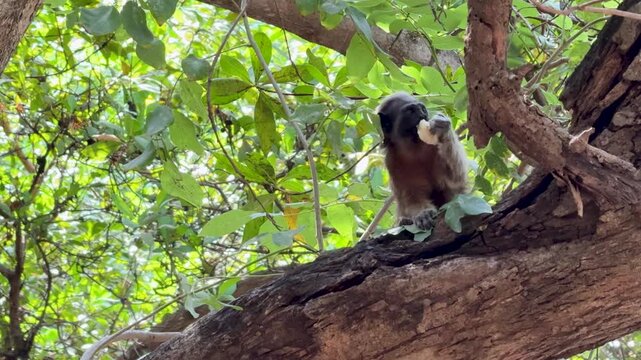 Cotton-top Tamarin Monkey (Saguinus oedipus) Sitting in a Tree in Colombia