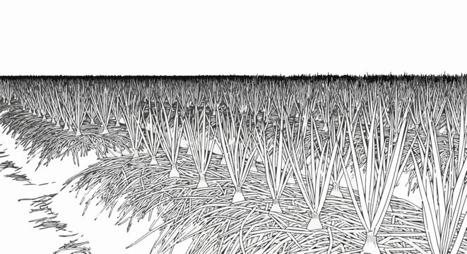 A black and white line drawing depicts rows of onions growing in a field under a white sky
