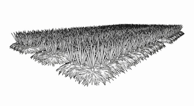 A dense field of stylized grassy plants with textured bases