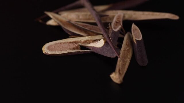 Gleditsia sinensis - Chinese honey locust