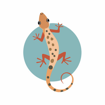 Illustration of a gecko on a turquoise circle