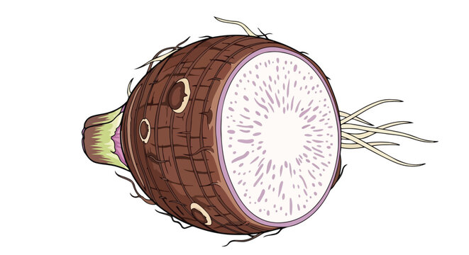 Depiction of a sliced taro root showcasing its distinctive speckled interior and fibrous root system on a white background