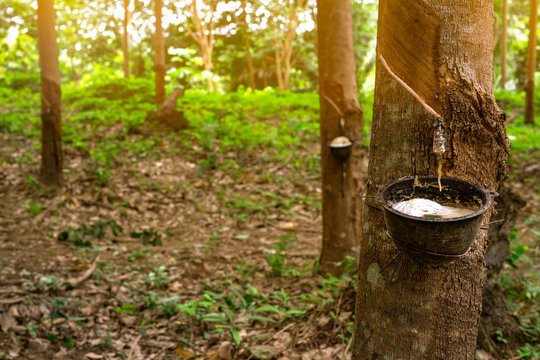 Rubber tree plantation. Rubber tapping in rubber tree garden in Thailand. Natural latex extracted from para rubber plant. Latex collect in plastic cup. Latex raw material. Hevea brasiliensis forest.