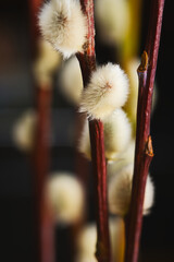 willow catkins in spring © Grzegorz