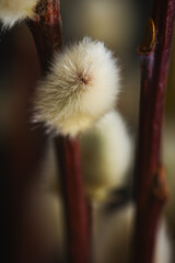 poppy seed head © Grzegorz