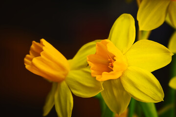 Obraz premium yellow daffodils on black background