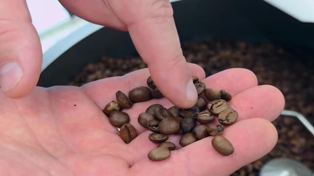 Close Up of Roaster Operator Hand Holding Palmful of Uniform Roasted Brown Coffee Beans Examining them for Quality Control before Pouring Back into Rotating Cooling Mechanism inside Specialty Facility