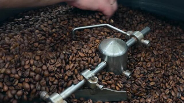 Authentic Close Up of Professional Roaster Operator Hand Scooping Brown Beans inside Industrial Stainless Steel Cooling Tray to Check Quality by Touch in Specialty Coffee Roastery Facility Documentary