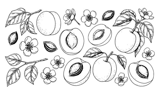 Hand drawn apricot sketch collection fruit blossom branch outline vector illustration